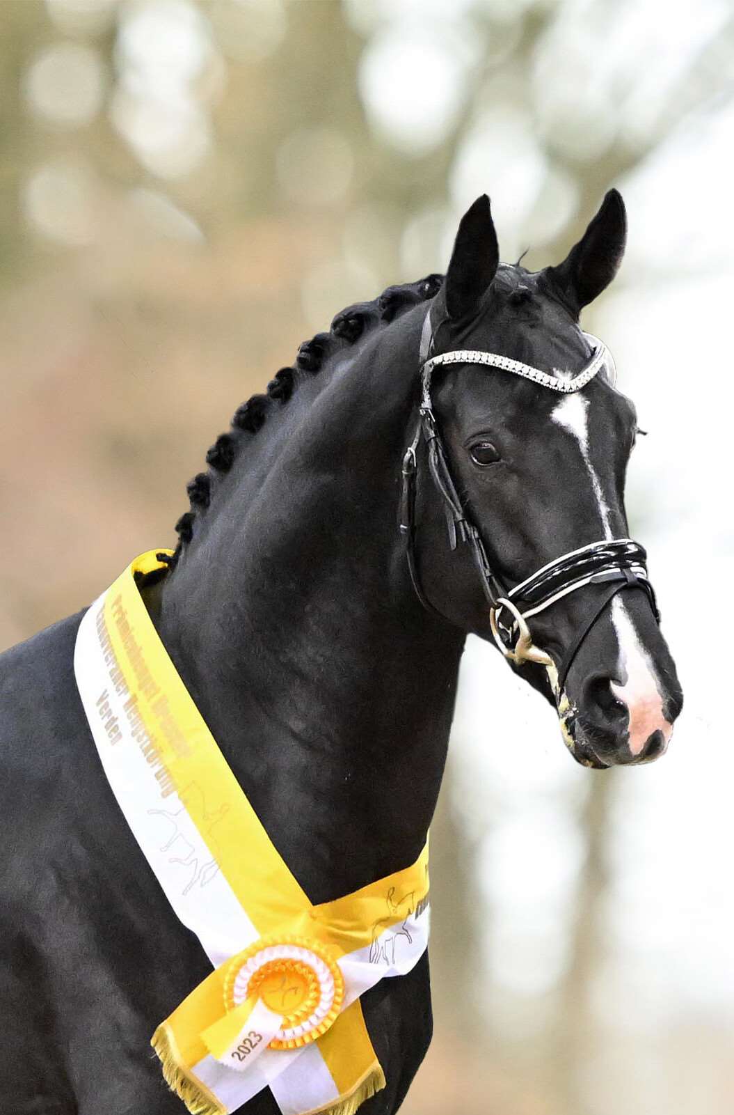 Don Vivaldi Stallion